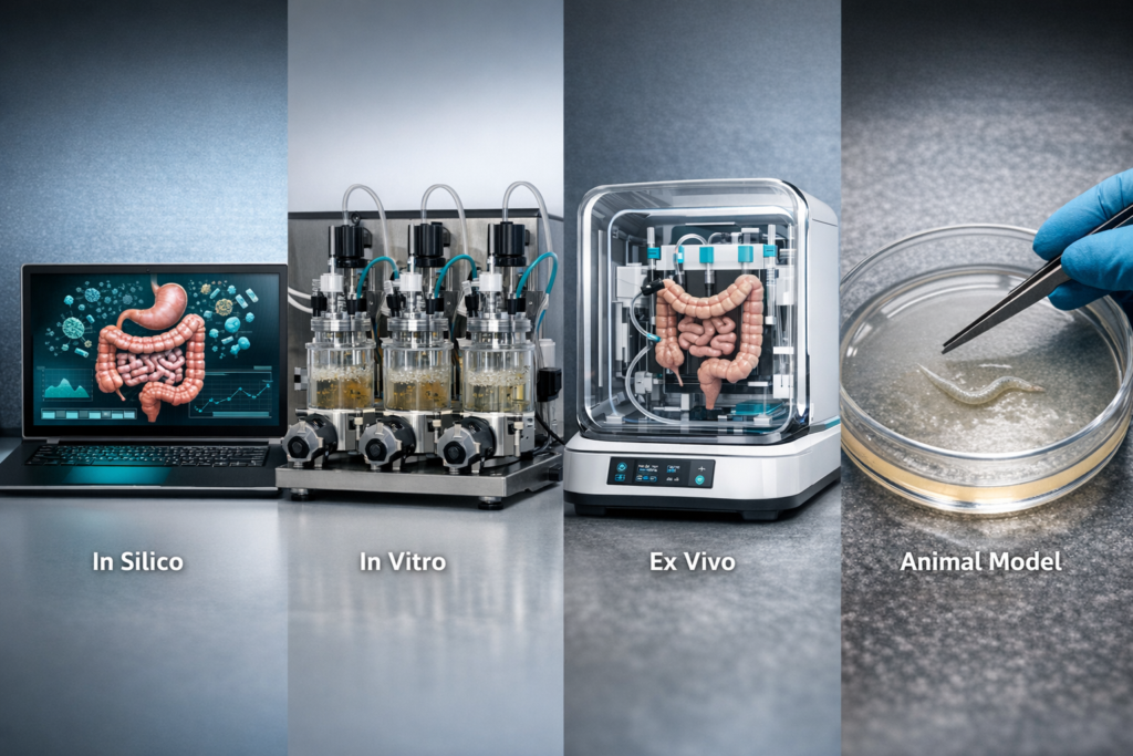 4 types of gut models