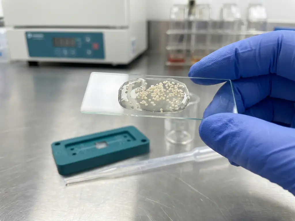 Gloved researcher holds mucus gel-coated microscope slide with clustered probiotic bacteria; microfluidic device on lab bench